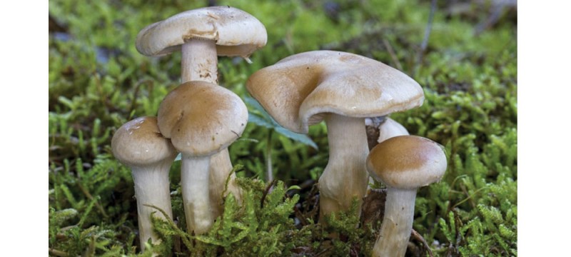 विषालु च्याउ खाँदा पाँचजना बिरामी